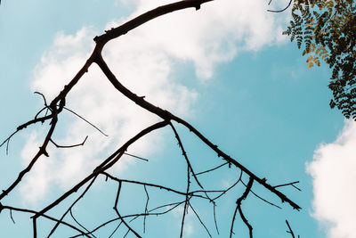 Low angle view of bare tree against sky