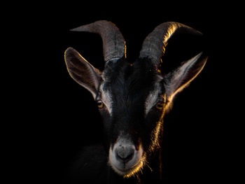 Close-up of billy goat against black background