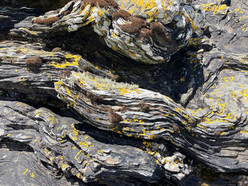 Full frame shot of tree trunk rock