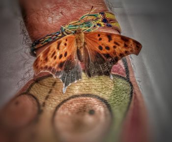 Close-up of a butterfly