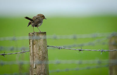 Bird on wooden post