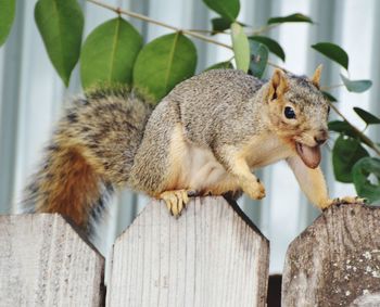 Close-up of squirrel