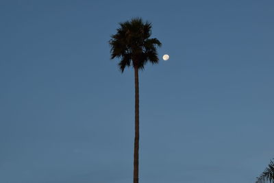 Low angle view of palm tree against clear blue sky