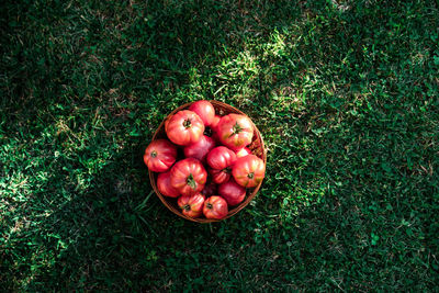 High angle view of apples on field