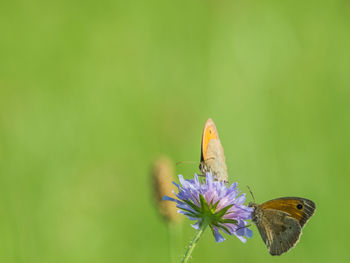 Close-up of butterfly pollinating on purple flower