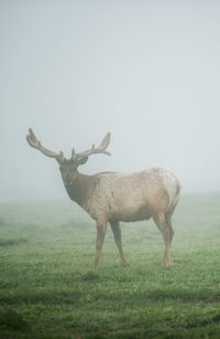 Deer standing on field against clear sky