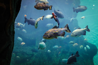 Ducks swimming in sea