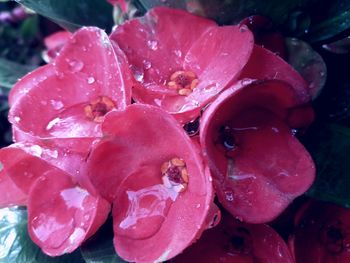 Close-up of wet red roses blooming outdoors