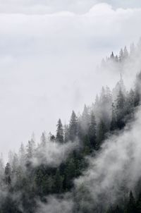 Low angle view of trees against sky
