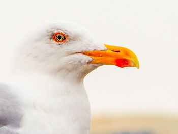 Close-up of seagull