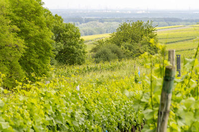 Scenic view of agricultural field