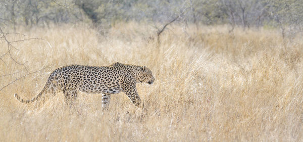 Leopard walking on land