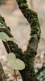 Close-up of moss growing on tree trunk