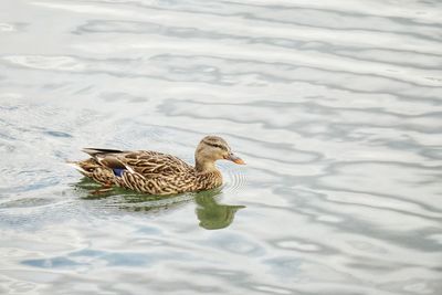 Duck swimming in lake