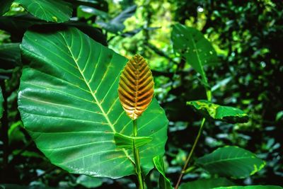 Close-up of leaves on plant