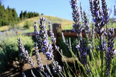 Close-up of lavender flowers blooming on field