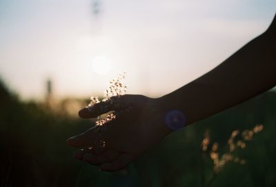 Close-up of woman holding plant against sky during sunset