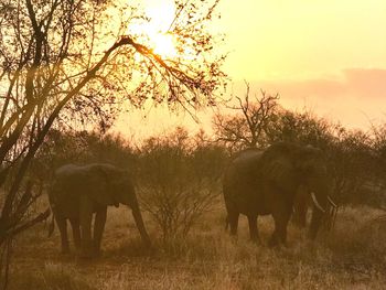 View of elephant on field during sunset