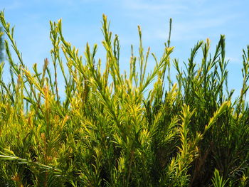 Close-up of crops growing on field against sky