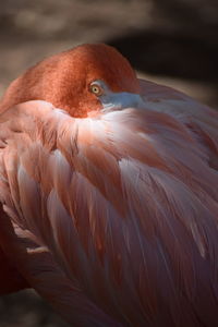 Close-up of bird