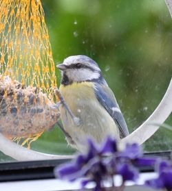 Close-up of bird against blurred background