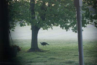 Bird perching on tree in park