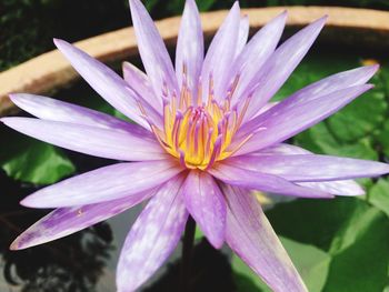Close-up of pink flower blooming outdoors