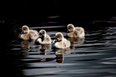 Ducks in lake