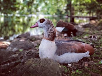 Close-up of a duck