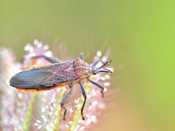 Close-up of insect on leaf