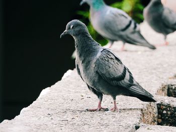 Close-up of bird perching on branch