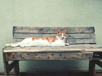 Cat sitting on bench against wall