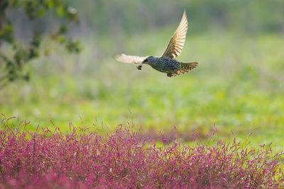 Bird flying in a field