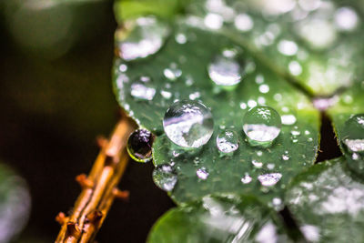 Close-up of water drops on leaves