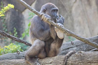 Monkey sitting on tree branch