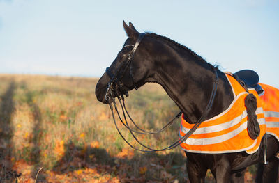 Horse standing on field