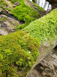 Close-up of moss growing on tree trunk