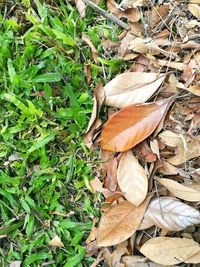 High angle view of fallen dry leaves on field