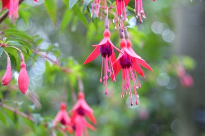 Close-up of red flowers blooming outdoors