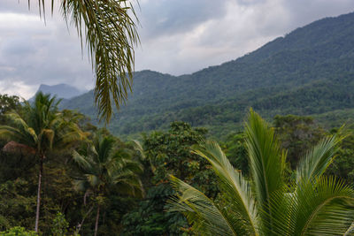 Scenic view of palm trees on mountains against sky