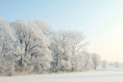 Snow covered land and trees against clear sky
