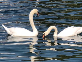 Swans swimming in lake