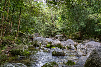 River amidst trees in forest