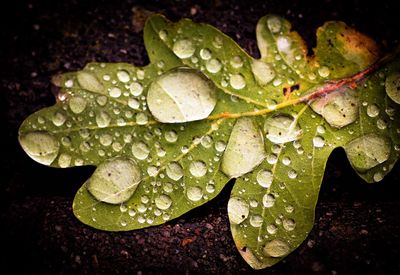 Close-up of leaves on leaf