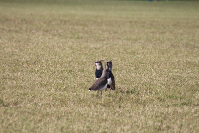 Birds on field