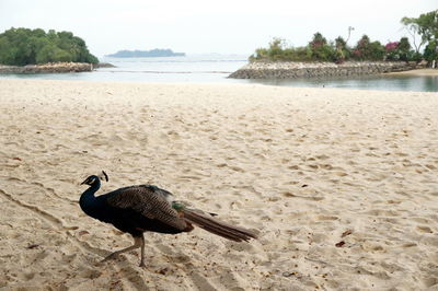 Bird on beach against sky