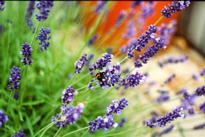 Close-up of purple flowers