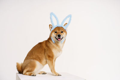 Shiba inu dog sits red on a light background with blue rabbit ears. a dog