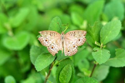 Close-up of butterfly on leaf