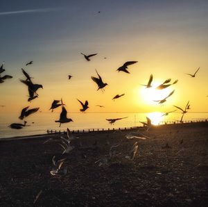 Flock of seagulls flying against sky during sunset